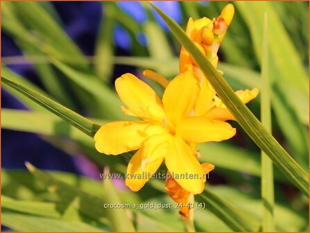 Crocosmia &#039;Gold Dust&#039; | Montbretia | Montbretie | Montbretia