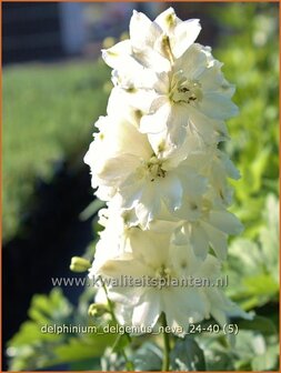 Delphinium &#039;Delgenius Neva&#039; | Ridderspoor | Rittersporn | Larkspur