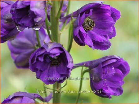 Delphinium &#039;Paramo Black Velvet&#039; | Ridderspoor | Rittersporn | Larkspur