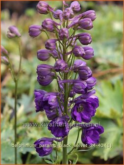 Delphinium &#039;Paramo Black Velvet&#039; | Ridderspoor | Rittersporn | Larkspur