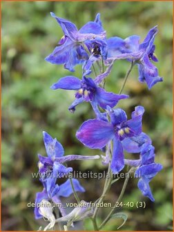 Delphinium &#039;V&ouml;lkerfrieden&#039; | Ridderspoor | Rittersporn | Larkspur