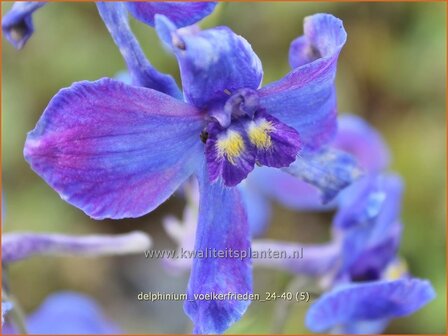 Delphinium &#039;V&ouml;lkerfrieden&#039; | Ridderspoor | Rittersporn | Larkspur