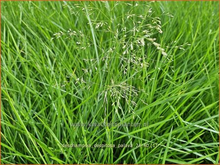 Deschampsia cespitosa &#039;Palava&#039; | Ruwe smele, Smele | Waldschmiele | Tufted Hair Grass