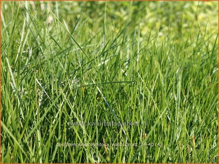 Deschampsia cespitosa &amp;#x0027;Waldschratt&amp;#x0027; | Ruwe smele, Smele | Waldschmiele | Tufted Hair Grass