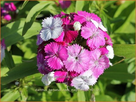Dianthus barbatus &amp;#x0027;Dash Magician&amp;#x0027; | Duizendschoon, Anjer | Bartnelke | Sweet William