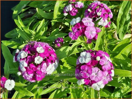 Dianthus barbatus &amp;#x0027;Dash Magician&amp;#x0027; | Duizendschoon, Anjer | Bartnelke | Sweet William