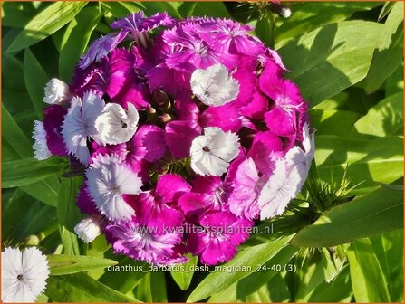 Dianthus barbatus &amp;#x0027;Dash Magician&amp;#x0027; | Duizendschoon, Anjer | Bartnelke | Sweet William