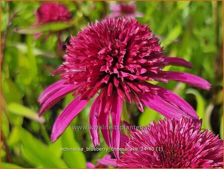 Echinacea &amp;#x0027;Blueberry Cheesecake&amp;#x0027; | Rode zonnehoed, Zonnehoed | Roter Sonnenhut | Purple Coneflower