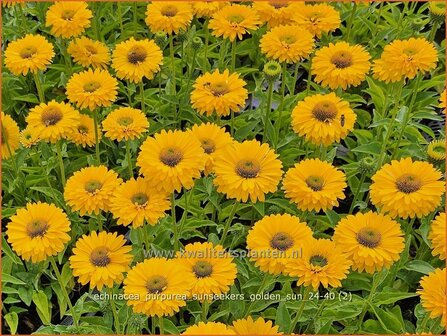 Echinacea &amp;#x0027;Blueberry Cheesecake&amp;#x0027; | Rode zonnehoed, Zonnehoed | Roter Sonnenhut | Purple Coneflower