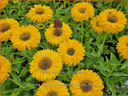 Echinacea &amp;#x0027;Blueberry Cheesecake&amp;#x0027; | Rode zonnehoed, Zonnehoed | Roter Sonnenhut | Purple Coneflower
