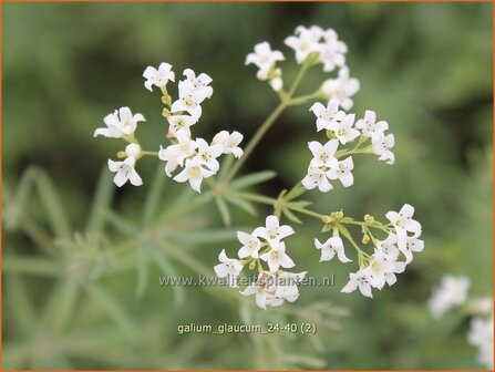 Galium glaucum | Zeegroen walstro, Walstro | Blaugr&uuml;nes Labkraut | Waxy Bedstraw