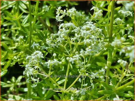 Galium mollugo &#039;Meddo&#039; | Glad walstro, Walstro | Wiesen-Labkraut | Hedge Bedstraw