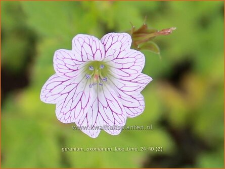 Geranium oxonianum &#039;Lace Time&#039; | Basterd-ooievaarsbek, Ooievaarsbek, Tuingeranium, Geranium | Oxford-Storchschnabel |