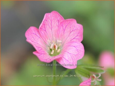 Geranium oxonianum 'Tic Tac' | Basterd-ooievaarsbek, Ooievaarsbek, Tuingeranium, Geranium | Oxford-Storchschnabel | D