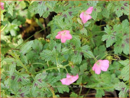 Geranium oxonianum 'Tic Tac' | Basterd-ooievaarsbek, Ooievaarsbek, Tuingeranium, Geranium | Oxford-Storchschnabel | D