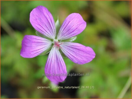 Geranium palustre &#039;Naturtalent&#039; | Moerasooievaarsbek, Ooievaarsbek, Tuingeranium, Geranium | Sumpf-Storchschnabel | M