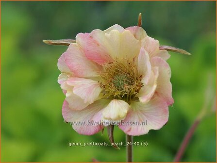 Geum &#039;Pretticoats Peach&#039; | Nagelkruid | Nelkenwurz | Avens