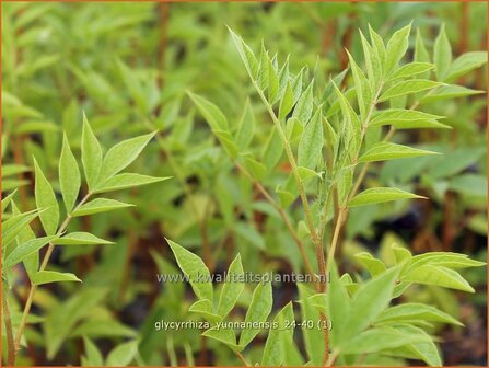 Glycyrrhiza yunnanensis | Chinees zoethout, Zoethout, Zoethoutplant, Zoethoutwortel | Chinesisches S&uuml;&szlig;holz | Yunn