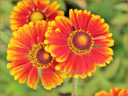 Helenium &#039;Peach Sundae&#039; | Zonnekruid | Sonnenbraut | Helen&#039;s Flower
