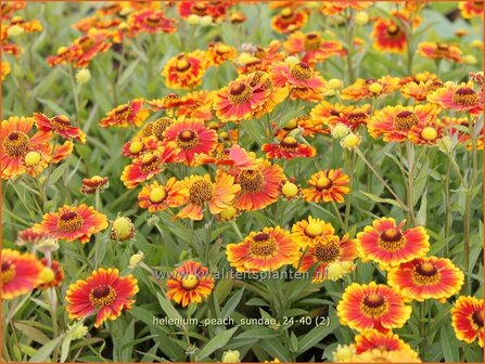 Helenium &#039;Peach Sundae&#039; | Zonnekruid | Sonnenbraut | Helen&#039;s Flower