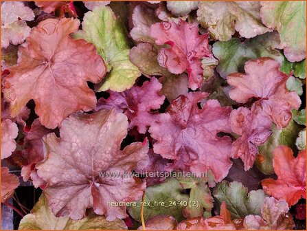 Heuchera &#039;Rex Fire&#039; | Purperklokje | Purpurgl&ouml;ckchen | Coral Bells