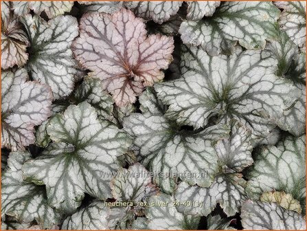 Heuchera &#039;Rex Silver&#039; | Purperklokje | Purpurgl&ouml;ckchen | Coral Bells