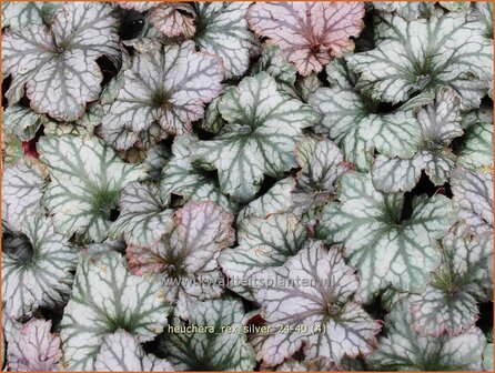 Heuchera &#039;Rex Silver&#039; | Purperklokje | Purpurgl&ouml;ckchen | Coral Bells