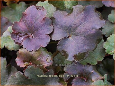 Heuchera &#039;Rockies Black&#039; | Purperklokje | Purpurgl&ouml;ckchen | Coral Bells