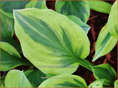 Hosta &#039;Grand Tiara&#039; | Hosta, Hartlelie, Funkia | Funkie | Hosta