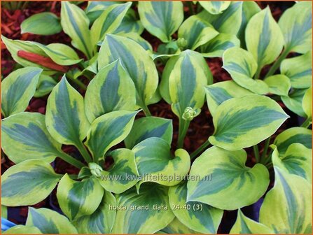 Hosta &#039;Grand Tiara&#039; | Hosta, Hartlelie, Funkia | Funkie | Hosta