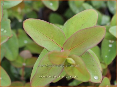 Hypericum lancasteri | Hertshooi | Hohes Johanniskraut | St. John&#039;s Wort