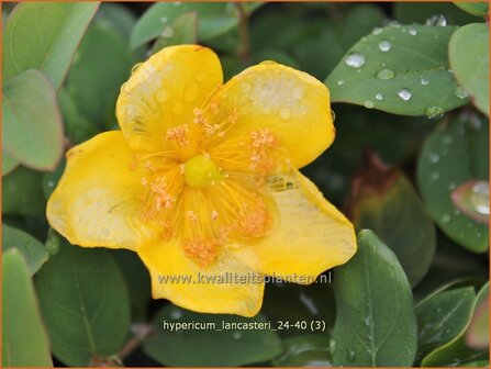 Hypericum lancasteri | Hertshooi | Hohes Johanniskraut | St. John&#039;s Wort