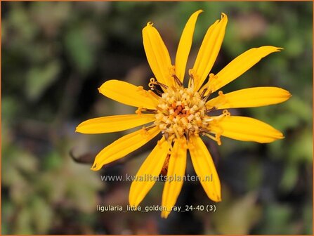 Ligularia &#039;Little Golden Ray&#039; | Kruiskruid | Goldkolben | Leopard Plant