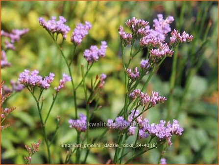 Limonium gmelinii &#039;Dazzle Rocks&#039; | Lamsoor, Statice | Gmelins Steppenschleier | Marsh Rosemary