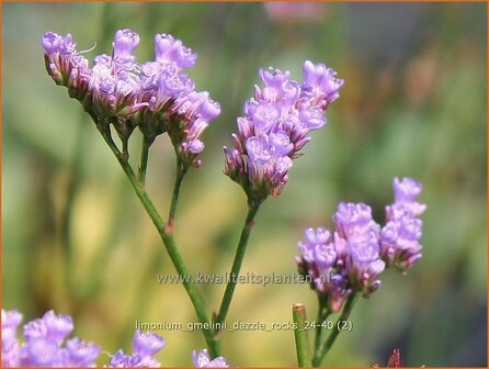Limonium gmelinii &#039;Dazzle Rocks&#039; | Lamsoor, Statice | Gmelins Steppenschleier | Marsh Rosemary