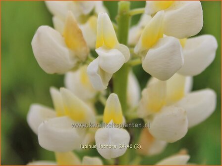 Lupinus &#039;Leonora&#039; | Lupine | Lupine | Lupin