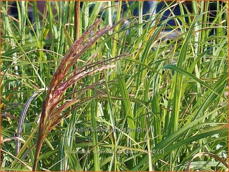 Miscanthus sinensis &#039;Red Tower&#039; | Chinees prachtriet, Chinees riet, Japans sierriet, Sierriet | Chinaschilf | Eul