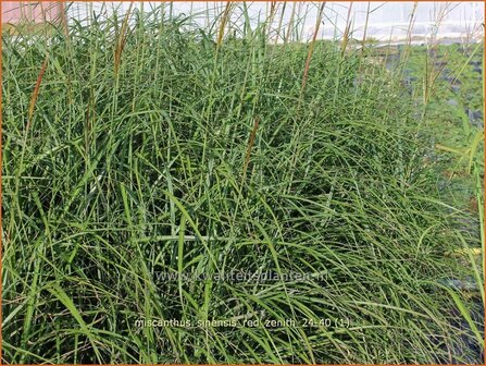 Miscanthus sinensis &#039;Red Zenith&#039; | Chinees prachtriet, Chinees riet, Japans sierriet, Sierriet | Chinaschilf | Eulali