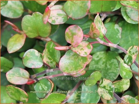 Muehlenbeckia complexa &#039;Pink Camouflage&#039; | Drahtstrauch | Wire Vine