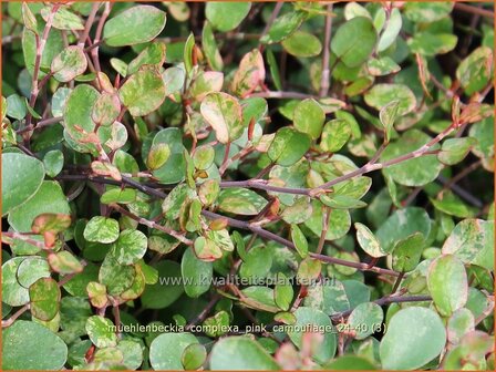 Muehlenbeckia complexa &#039;Pink Camouflage&#039; | Drahtstrauch | Wire Vine