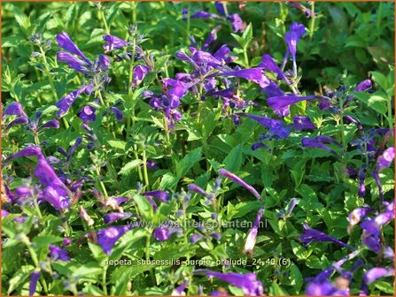 Nepeta subsessilis &amp;#x0027;Purple Prelude&amp;#x0027; | Kattenkruid | Sitzende Katzenminze | Catmint