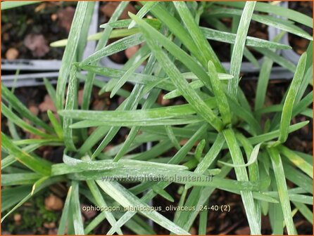 Ophiopogon planiscapus &#039;Olivaceus&#039; | Slangenbaard | Flachsch&auml;ftiger Schlangenbart | Mondo Grass