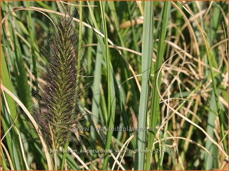 Pennisetum alopecuroides &#039;Kim&#039;s Nightmare&#039; | Breed lampenpoetsersgras, Borstelveergras, Lampenpoetsersgras