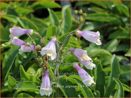 Penstemon hirsutus &amp;#x0027;Pygmaeus&amp;#x0027; | Slangenkop, Schildpadbloem | Rauhaariger Bartfaden | Hairy Beardtongue