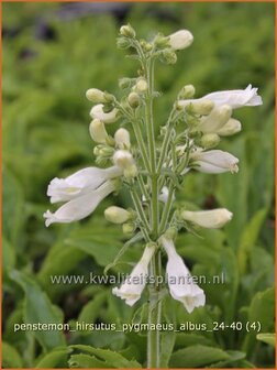 Penstemon hirsutus &#039;Pygmaeus Albus&#039; | Slangenkop, Schildpadbloem | Rauhaariger Bartfaden | Hairy Beardtongue