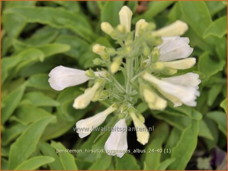 Penstemon hirsutus &#039;Pygmaeus Albus&#039; | Slangenkop, Schildpadbloem | Rauhaariger Bartfaden | Hairy Beardtongue