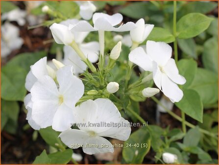 Phlox &amp;#x0027;Flame Pro White&amp;#x0027; | Hoge vlambloem, Vlambloem, Flox, Floks | Hohe Flammenblume | Border Phlox