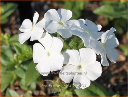Phlox &amp;#x0027;Flame Pro White&amp;#x0027; | Hoge vlambloem, Vlambloem, Flox, Floks | Hohe Flammenblume | Border Phlox