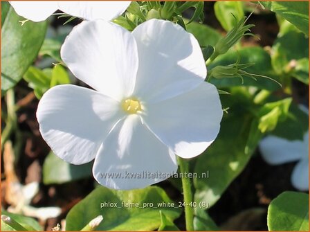 Phlox &amp;#x0027;Flame Pro White&amp;#x0027; | Hoge vlambloem, Vlambloem, Flox, Floks | Hohe Flammenblume | Border Phlox