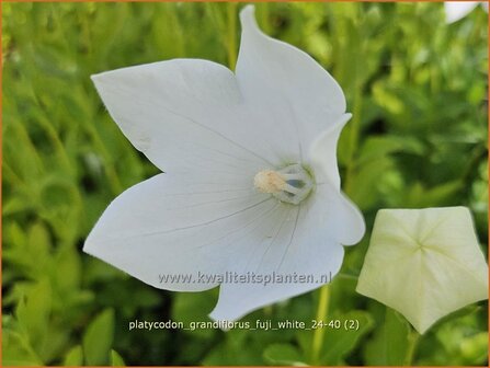 Platycodon grandiflorus &amp;#x0027;Fuji White&amp;#x0027; | Ballonklokje, Ballonbloem, Chinese klokjesbloem | Ballonblume | Ja